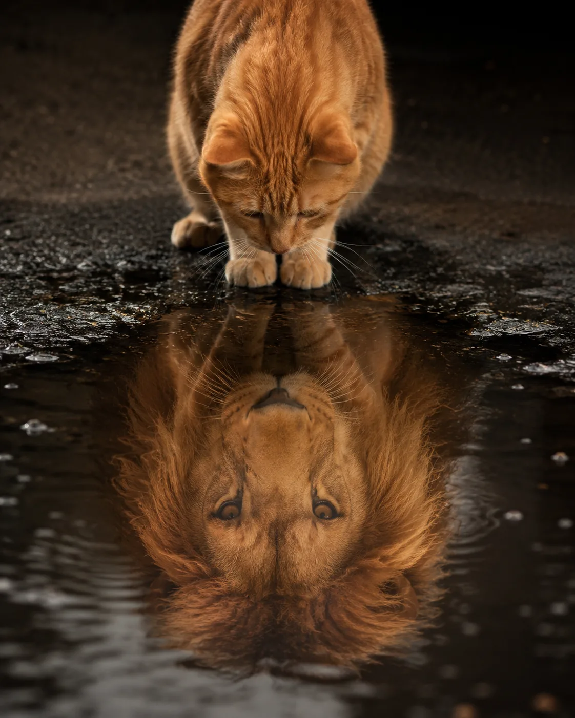 The Lion